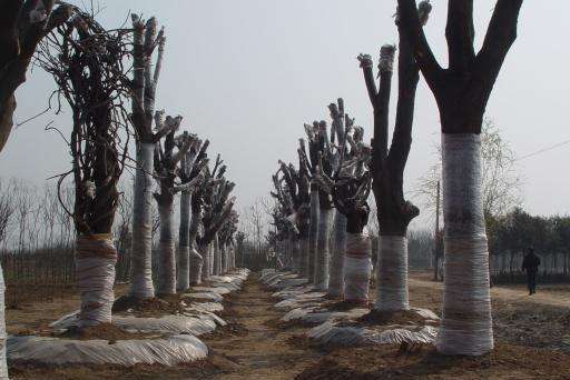 �@���O(sh��)Ӌ�W(xu��)��(x��)������ֲ��ľҪ��ô�k��