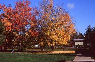 ȥ���ô���W(xu��)�W(xu��)�M��ʲô�@ô�F��